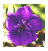 Picture of a purple flower