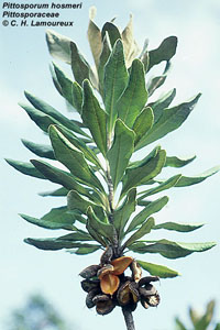 Photo of Pittosporum hosmeri leaves and fruit