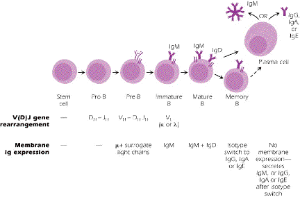 helper t cell. without T-cell help.