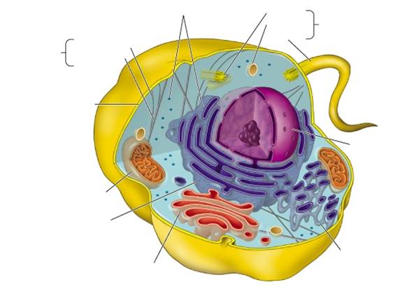 ulnemjuh: Animal Cell Diagram Without Labels
