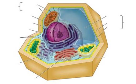 animal cell without labels