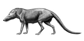 Approximately 50 million years ago, this wolf-size pakicetidan ancestor of the whalelived on land but may have waded into streams to feed on fish. 

