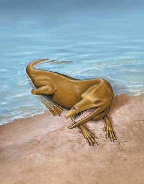 An artist's rendering of a largely aquatic early whale of the genus <i>Rodhocetus</i>. This mammal lived near the shores 
of the Tethys Sea, between Asia and 
the South Asian subcontinent, about 
47 million years ago.

