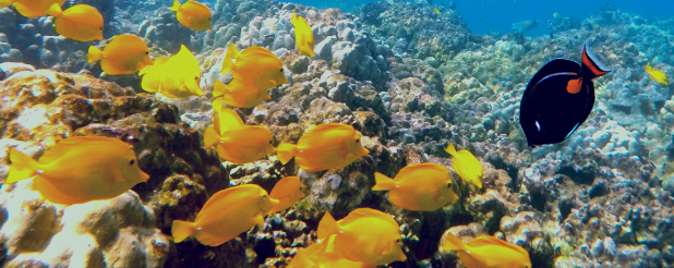 Achilles Surgeonfish and Yellow Tang