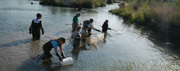 Electrofishing in the South Llano River