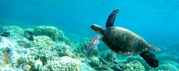 Green Sea Turtle at the Waiopae Tidepools, Hawaii