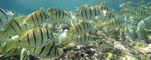 School of Convict Surgeonfish at the Waiopae Tidepools