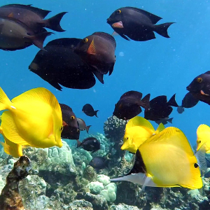 An assortment of reef fishes pose for a deployed camera.
