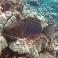 A Ringtail Wrasse