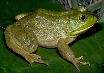 Picture of an american bullfrog