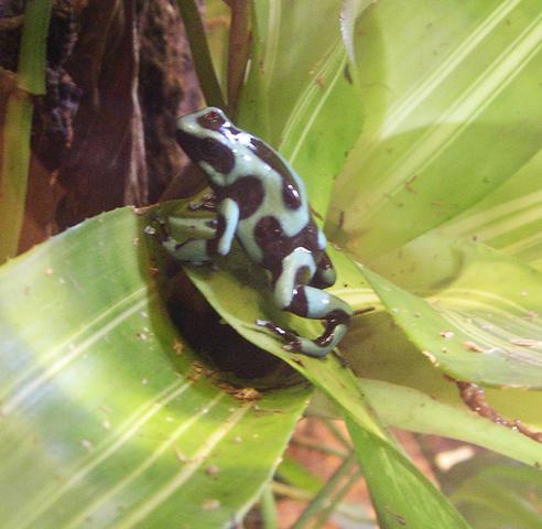 Picture of a poison dart frog