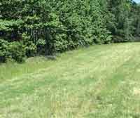 grass beside forest