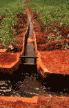 irrigation ditch in central o'ahu