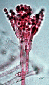 ../../graphics/penicillium.gif
