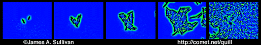 ../week/movies/ecoligrowth.gif