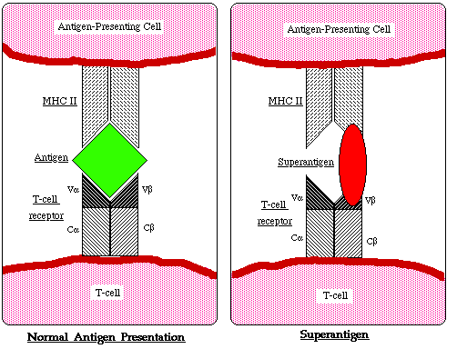 Superantigen functionSuperantigens (SAgs) bypass the conventional -  Download Scientific Diagram