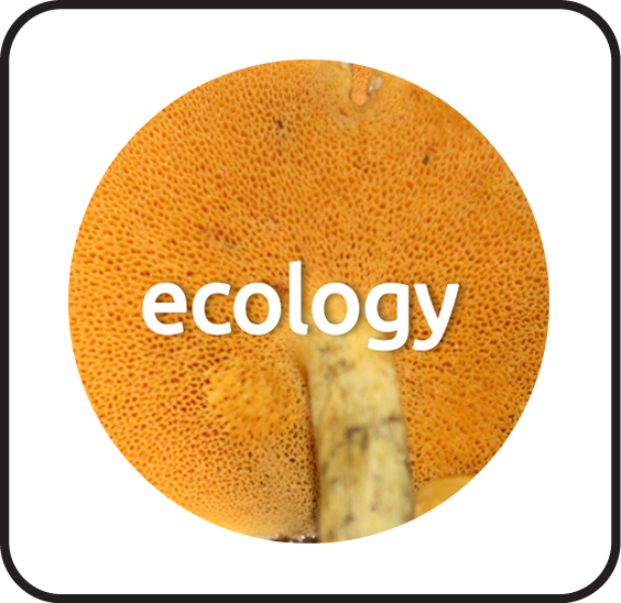 Suillus ITS phylogeny