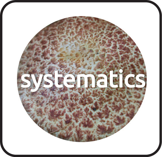 Suillus ITS phylogeny