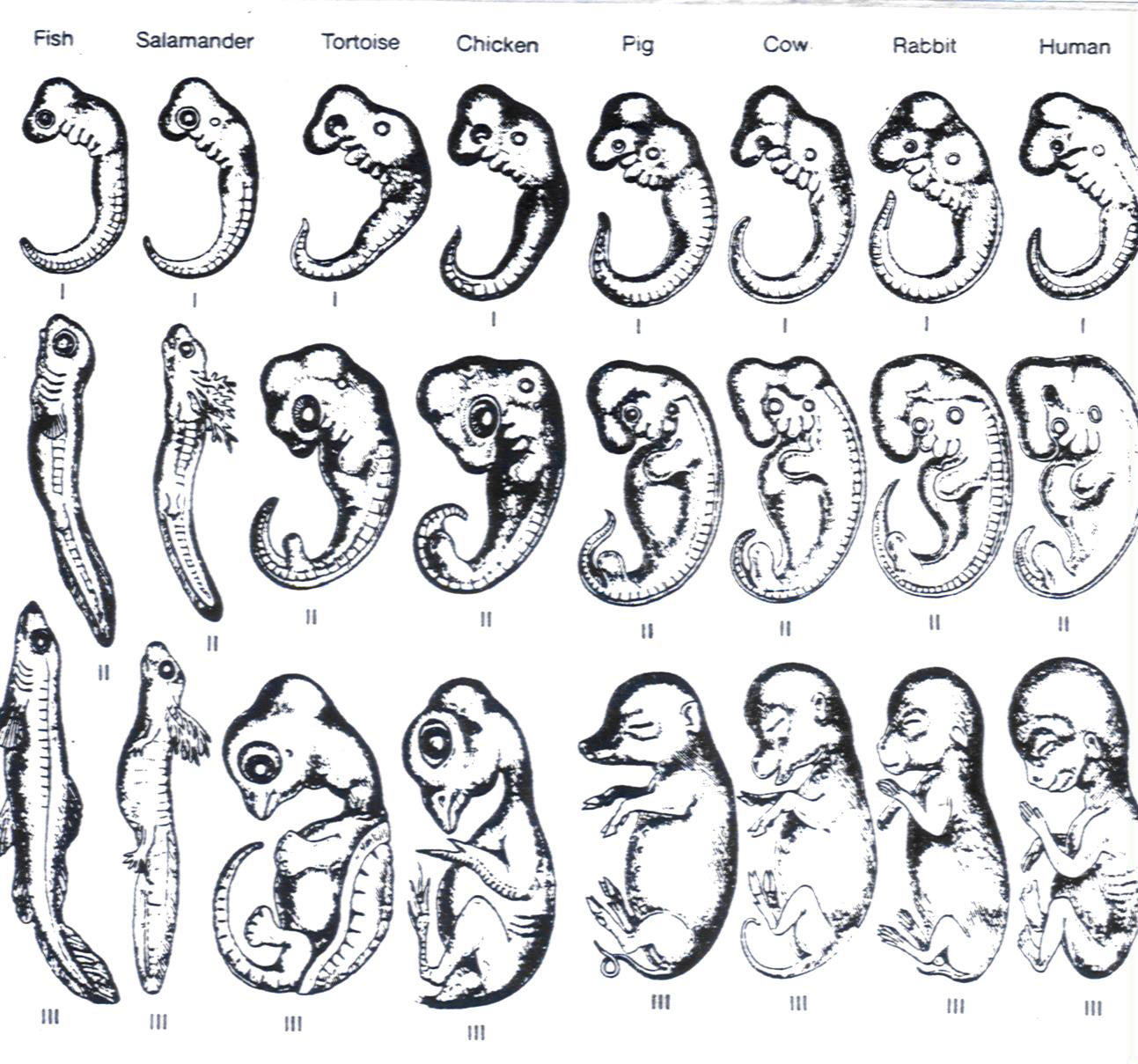 embryological similarities definition