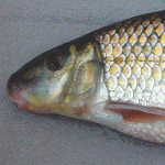 A male Apalachicola Redhorse