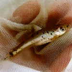 An Arkansas River Shiner in a seine