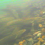 A burbot spawning aggregation in Moyie Lake, British Columbia