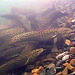 spawning shoal or ball of Burbot