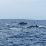 Map of cetacean sightings