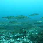 Portion of Atlantic Cod spawning aggregation from northern Iceland