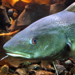 Portrait of an Atlantic Cod being photographed for morphometric analysis