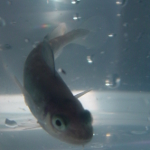 Juvenile Atlantic Cod in a chamber respirometer