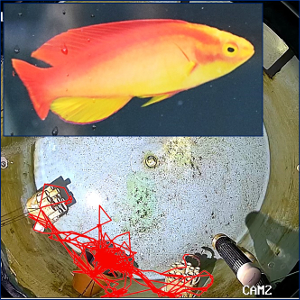 Male Flame Wrasee and associated track in breeding tank