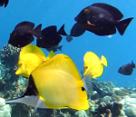 assortment of Hawaiian reef fishes