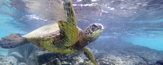 Green Sea Turtle at Onekahakaha, Hawaii