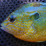 A Longear Sunfish which is similar in appearance to a Dollar Sunfish