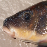 Close up of a Robust Redhorse