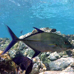 A papio cruises through a reef in west Hawaii.