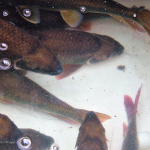 A transport tank full of radio-tagged Robust Redhorse just prior to release