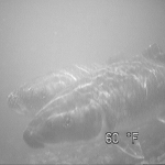 A pair of spawning Robust Redhorse in the Savannah River