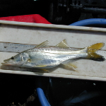 A Common Snook captured from the Rio Grande