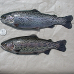 A normal and sneaker male Rainbow Trout